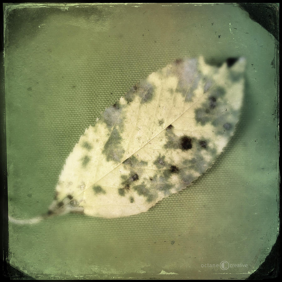 Leaf On Green Fabric Photograph by Tim Nyberg