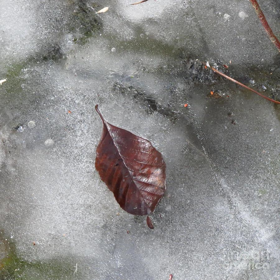 Leaf on Ice I Photograph by Anita Adams