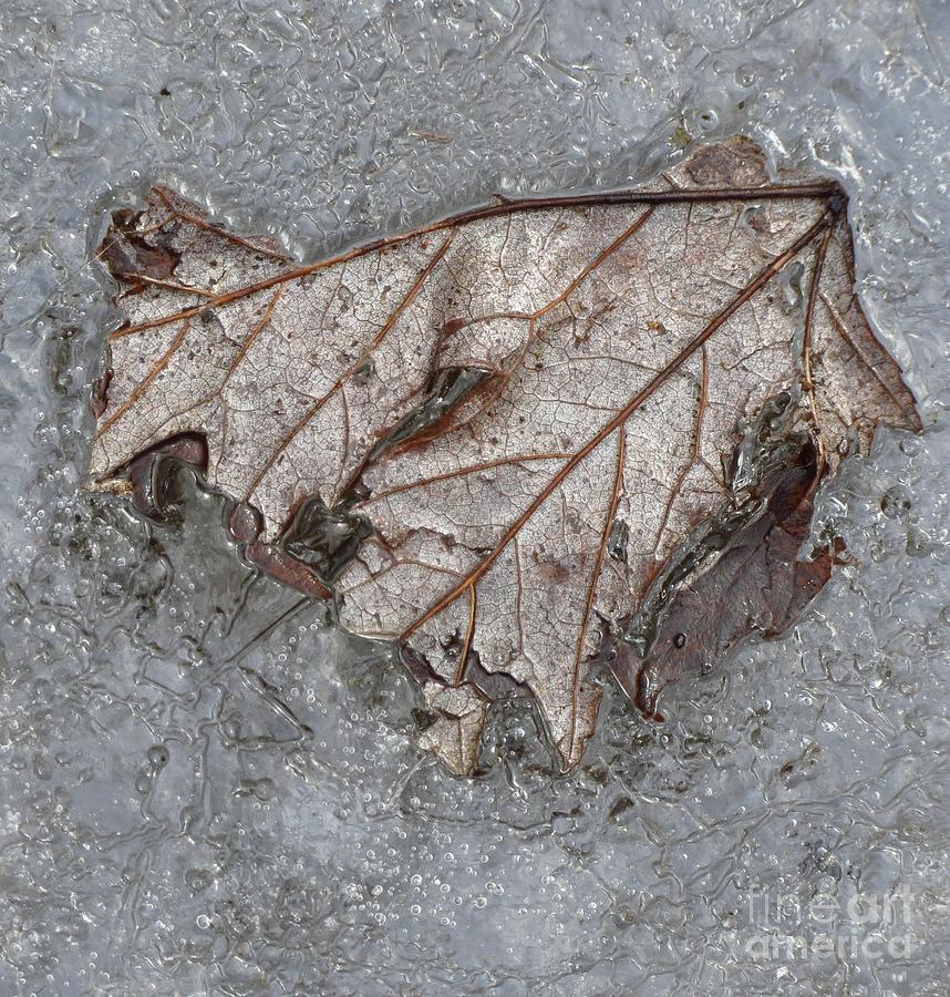 Leaf on Ice II Photograph by Anita Adams