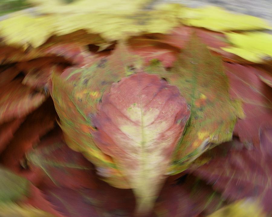Leaf On Leaves 1 by Bernhart Hochleitner Leaf On Leaves 1 by Bernhart Hochleitner