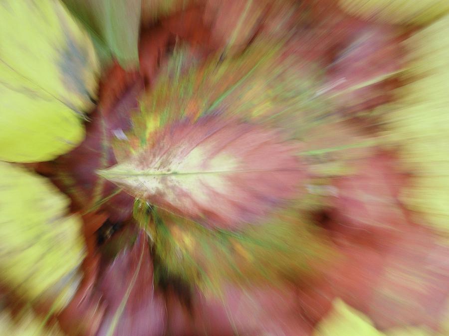 Leaf On Leaves 2 by Bernhart Hochleitner Leaf On Leaves 2 by Bernhart Hochleitner