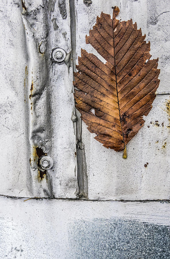 Leaf on metal roof Photograph by Arkady Kunysz