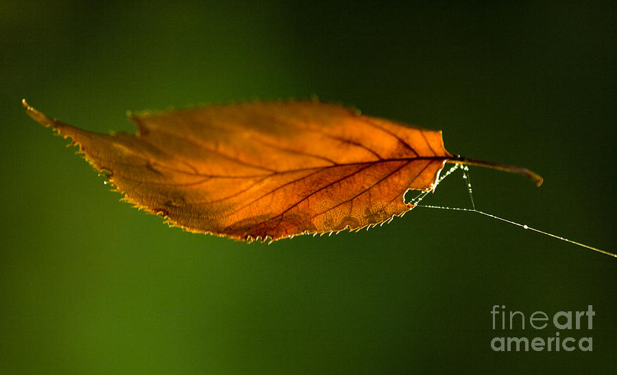 Leaf on Spiderwebstring Photograph by Iris Richardson