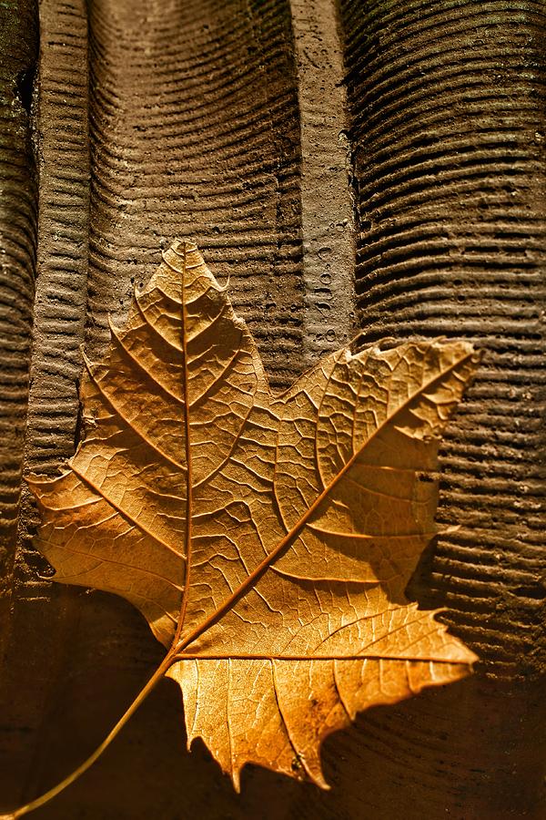 Leaf on Terra Cotta Photograph by Nikolyn McDonald