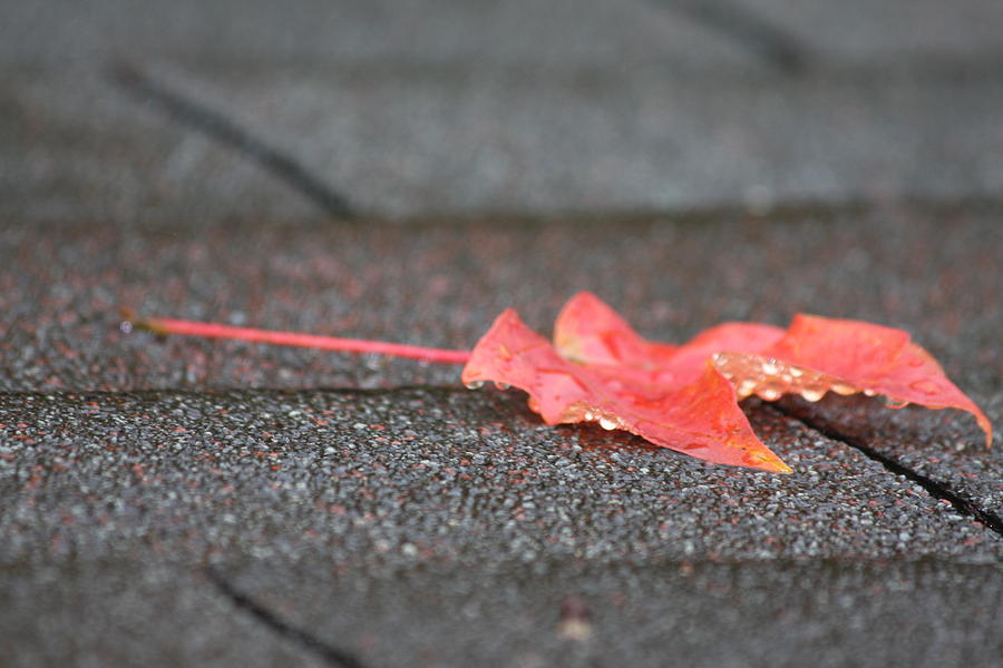 Leaf on the Roof Photograph by Vadim Levin