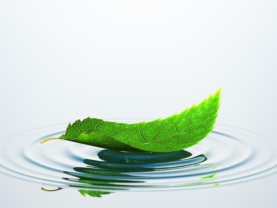 Leaf On The Water Photograph by BlackJack3D