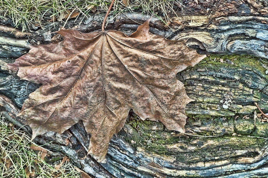 Leaf on Tree Root Photograph by Betty Eich