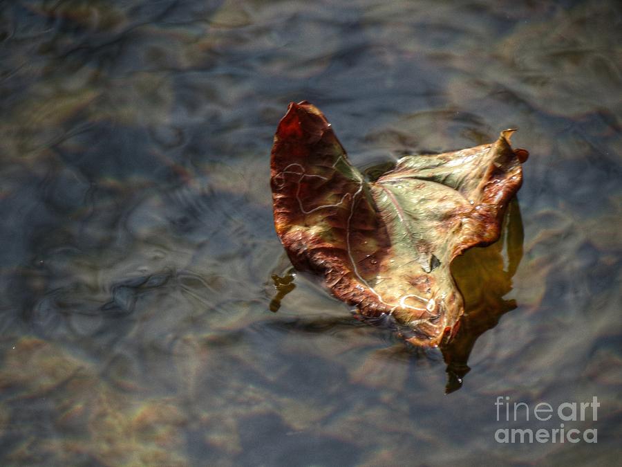 Leaf On Water 59 Photograph