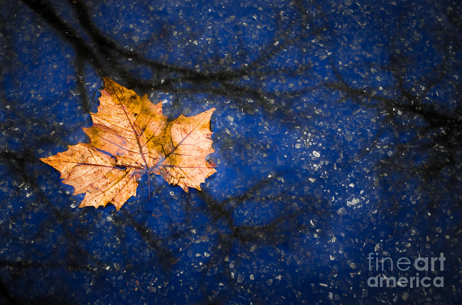 Leaf on Water Photograph by Michael Arend