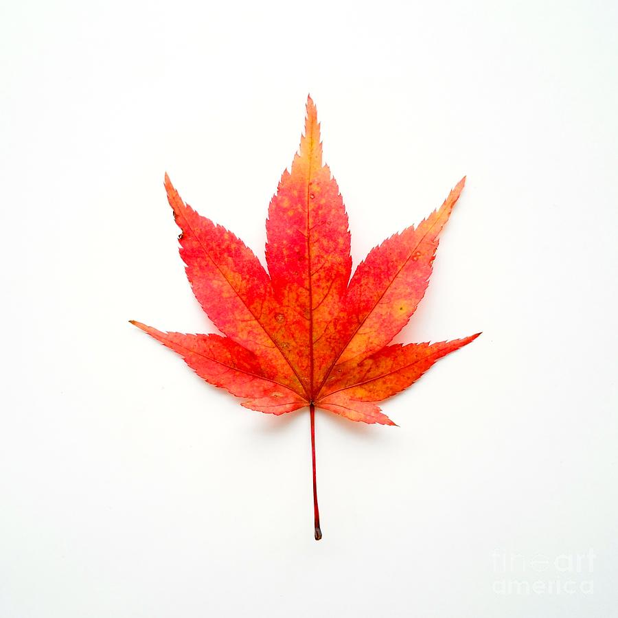 Leaf On White Photograph