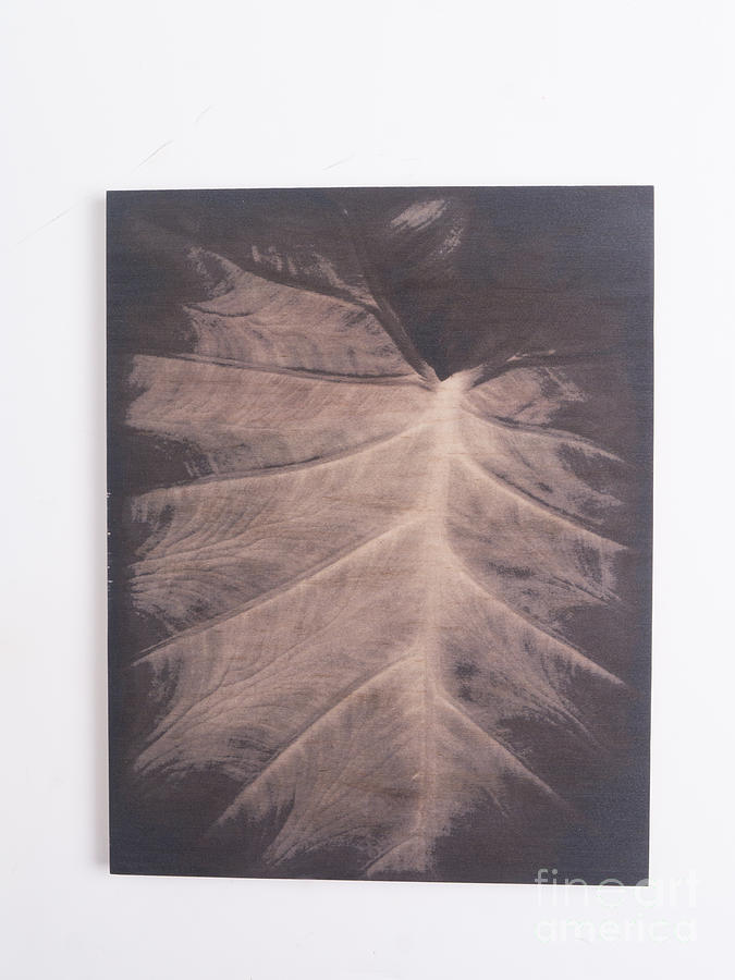Original - Leaf On Wood Photograph by Edward Fielding