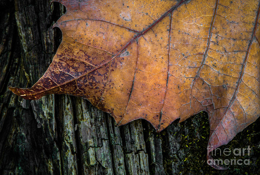 Leaf On Wood Photograph by Michael Arend