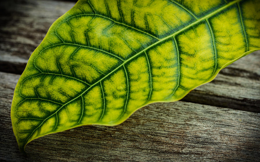 Leaf On Wooden Table Photograph by Marco Oliveira