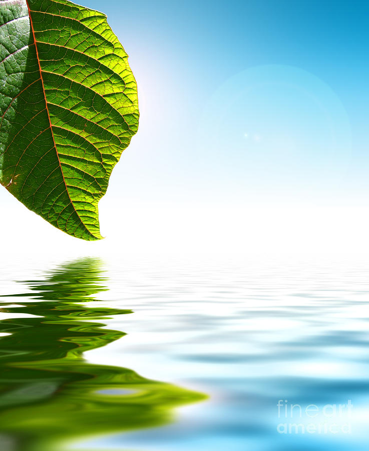 Leaf Over Water Photograph by Konstantin Sutyagin