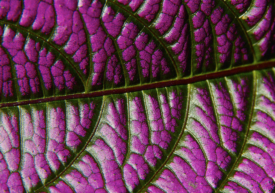 Leaf pattern 2 Photograph by Jocelyn Kahawai