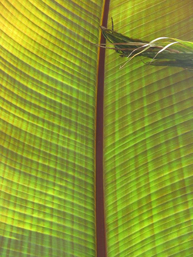 Leaf Pattern Photograph by Alfred Ng
