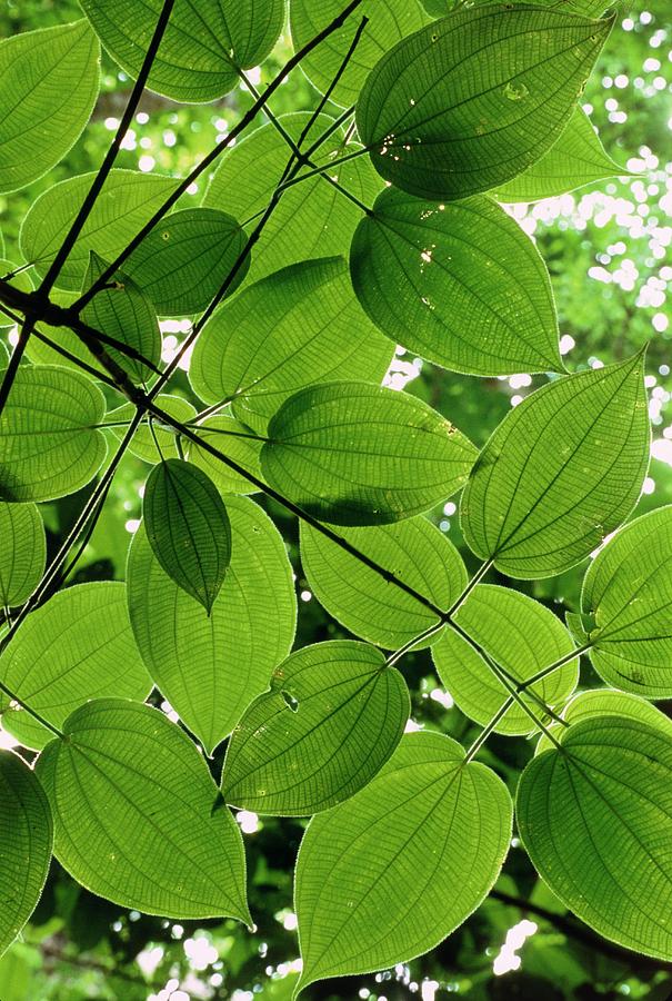 Leaf Pattern Of A Rainforest Tree Photograph by William Ervin/science Photo Library