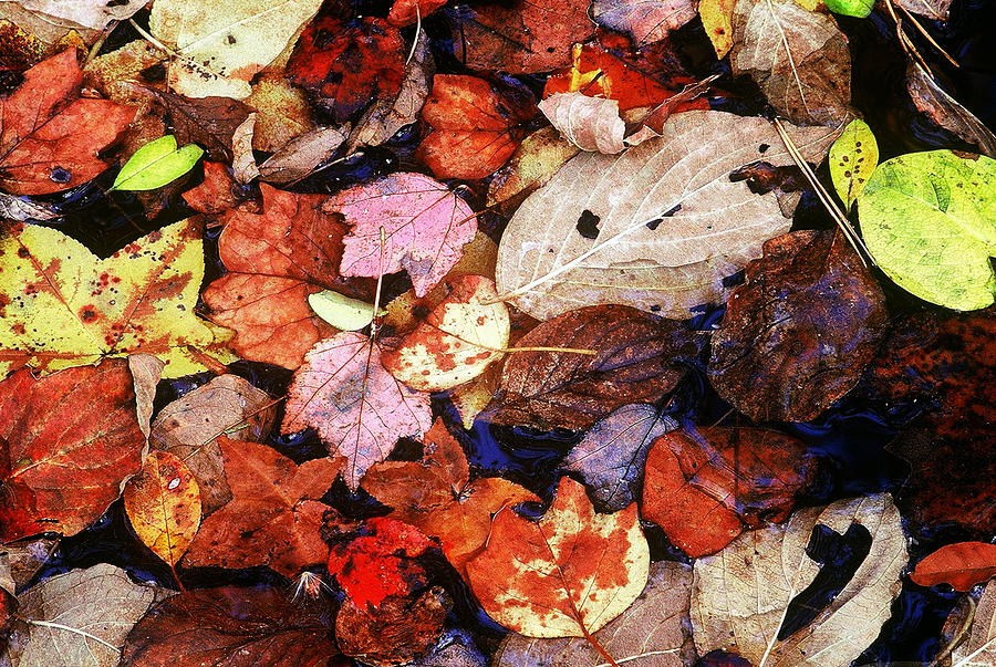 Leaf Patterns 2 Photograph by Rodney Lee Williams