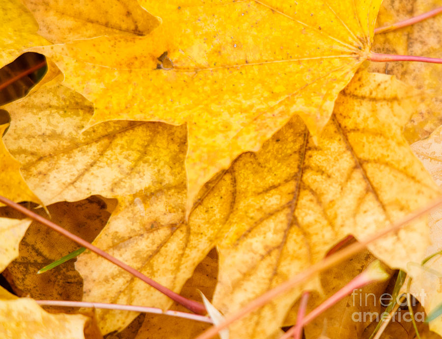 Leaf Patterns Photograph by Cheryl Baxter