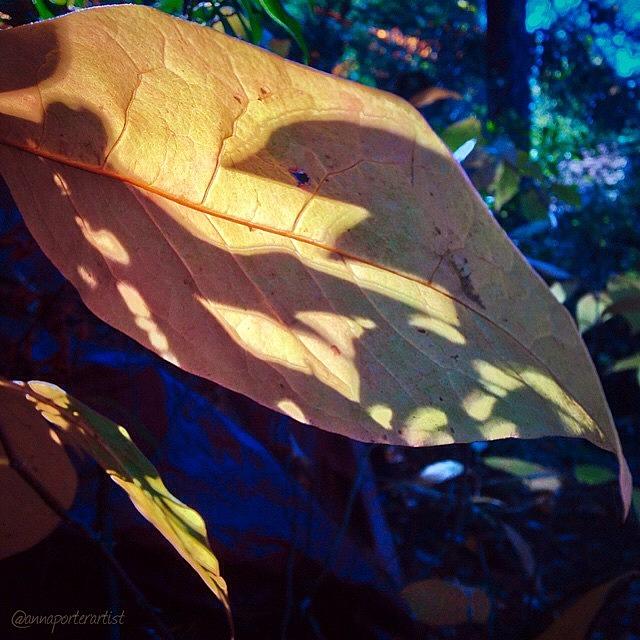 Garden Styles Photograph - Leaf Patterns Iv, #annasgardens by Anna Porter