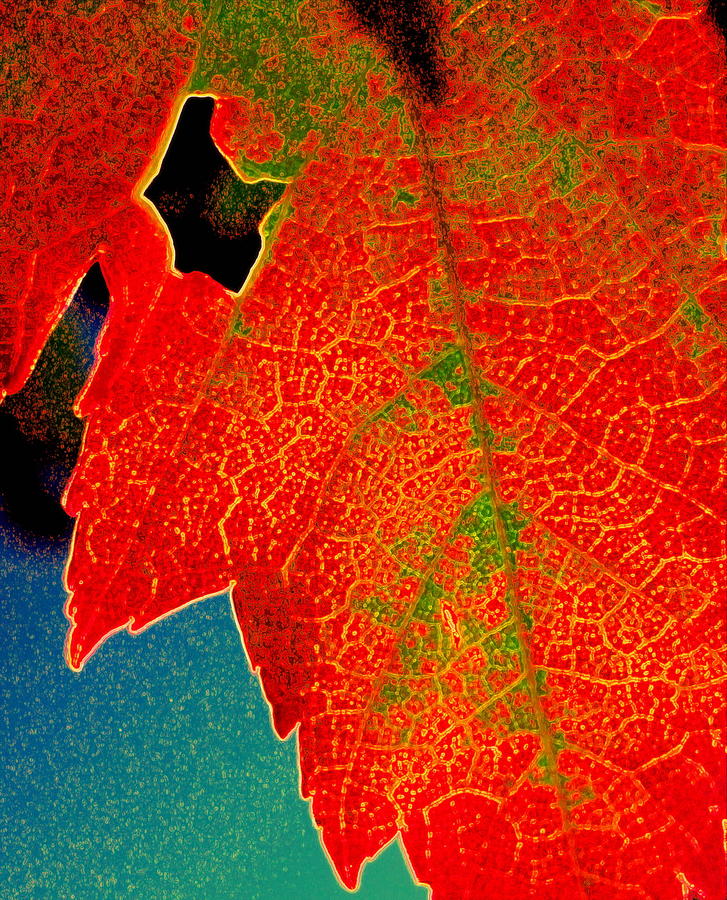 Leaf Pop Photograph by Kathy Bassett