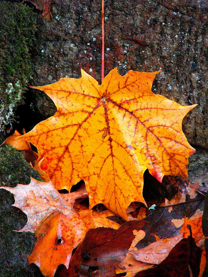 Leaf Portrait 2 Photograph by Rodney Lee Williams