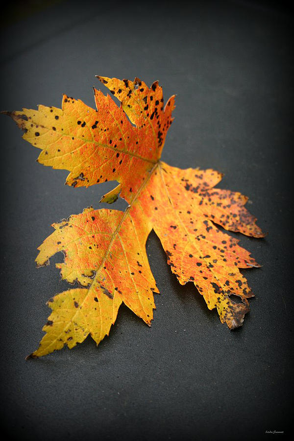 Leaf Portrait Photograph by Linda Sannuti