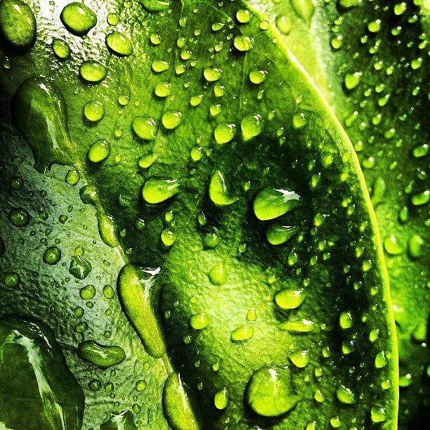 Water Photograph - Raindrop Leaf  by Jonathan Keane
