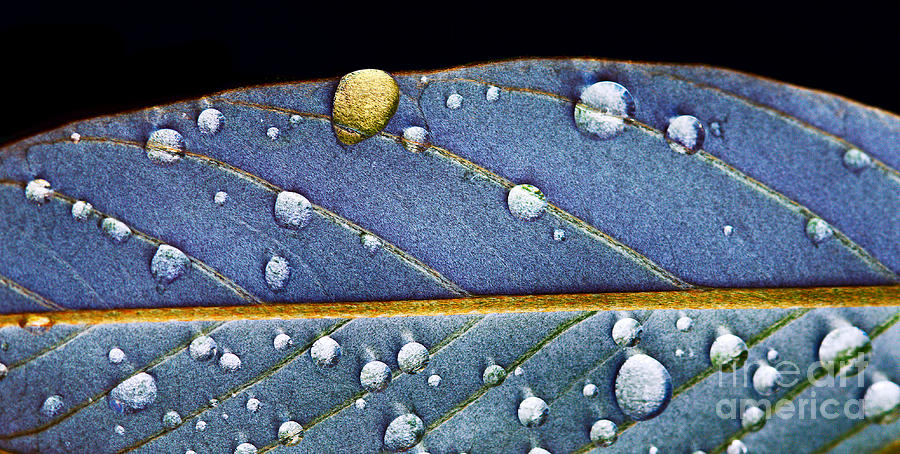 Leaf Photograph by Russell Brown
