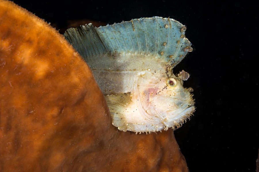 Animal Photograph - Leaf Scorpionfish by Andrew J. Martinez