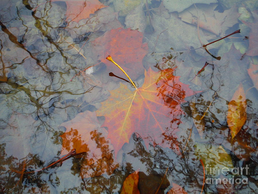 Reflections Photograph - Leaf Series 41 by Paddy Shaffer
