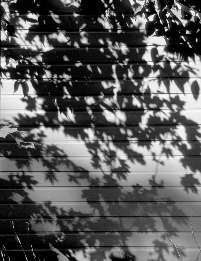 Leaf Shadows Photograph by Hans Kaiser