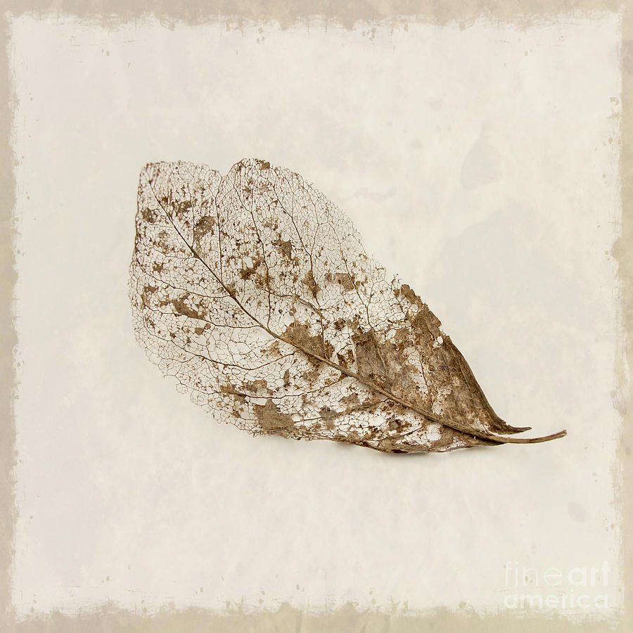 Fall Photograph - Leaf Skeleton by Lucid Mood