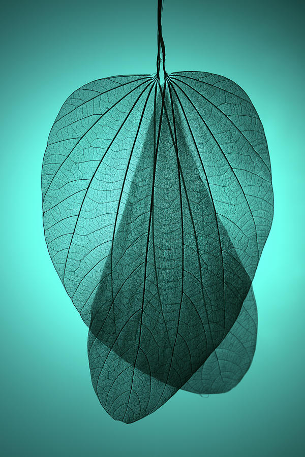Leaf Skeleton On Cyan Background Photograph by Miragec