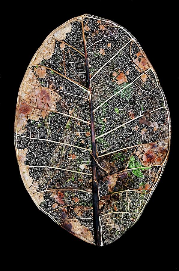 Leaf Skeleton by Sinclair Stammers/science Photo Library