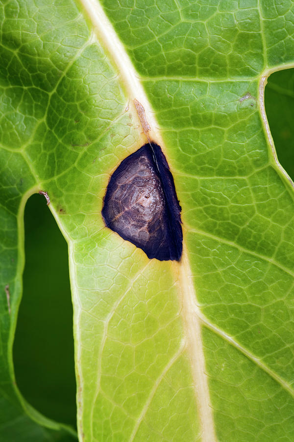 Nature Photograph - Leaf Spot On Fatsia Leaf by Geoff Kidd/science Photo Library
