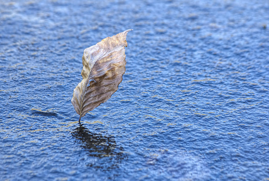 Leaf Standing in Ice in Canal Photograph by Francis Sullivan