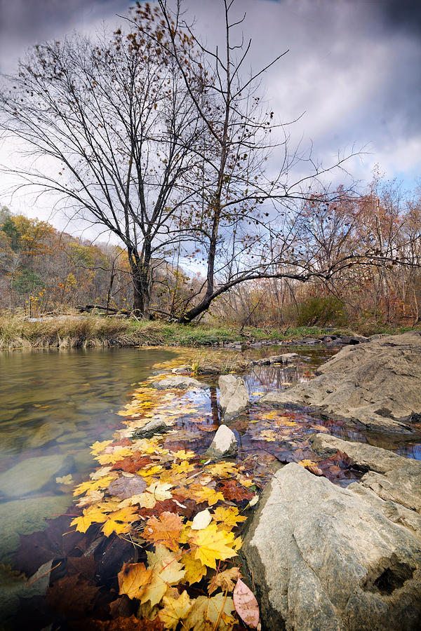 Leaf Stream Photograph by Alan Raasch