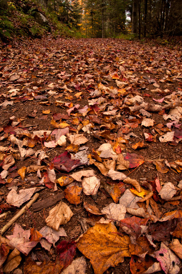 Leaf-strewn Path in the Woods Photograph by Nancy De Flon
