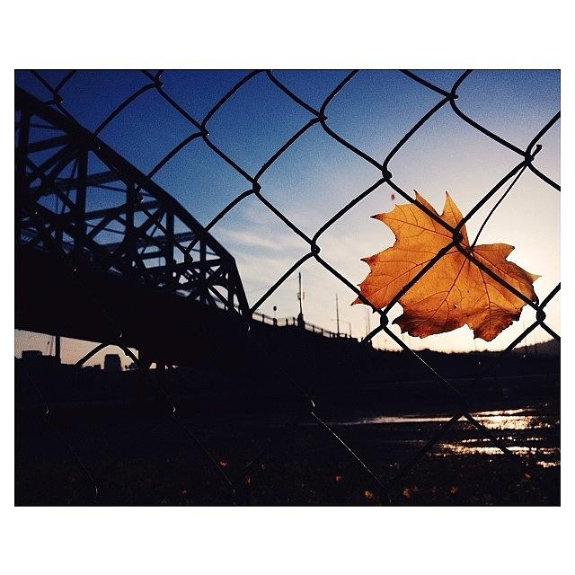 Leaf Stuck In Fence At Sundown Photograph by Taylor Schefstrom