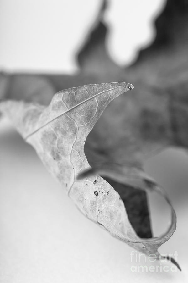 Nature Photograph - Leaf Study 1 by Edward Fielding