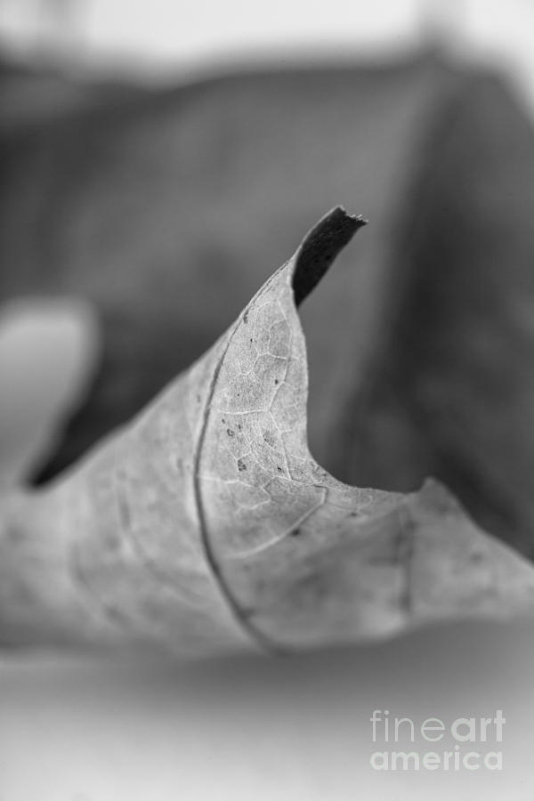 Nature Photograph - Leaf Study 2 by Edward Fielding