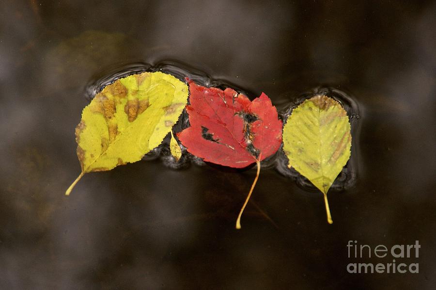 Nature Photograph - Leaf Study 2 by Sean Griffin