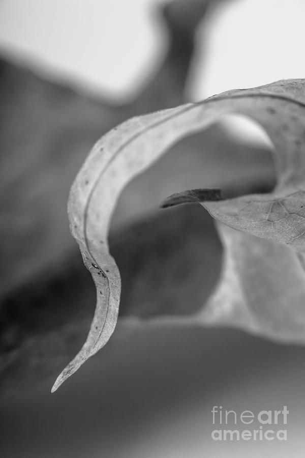 Nature Photograph - Leaf Study 3 by Edward Fielding