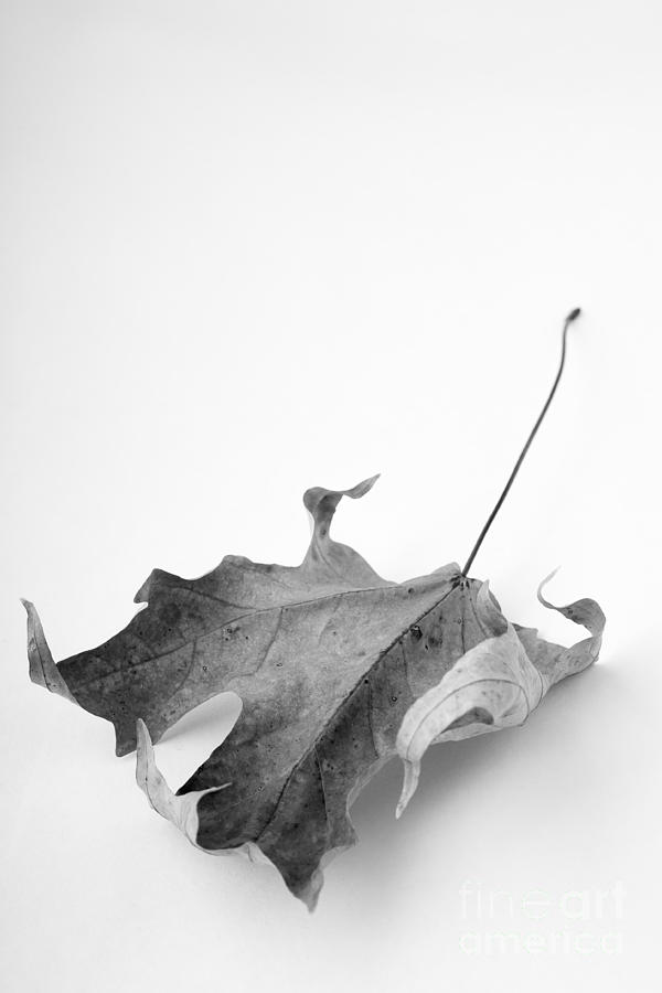 Leaf Study 4 Photograph by Edward Fielding