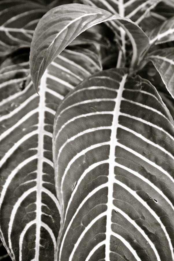 Leaf Study in Black and White Photograph by Venetia Featherstone-Witty