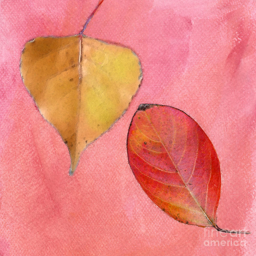 Leaf Study in Pink Photograph by Betty LaRue