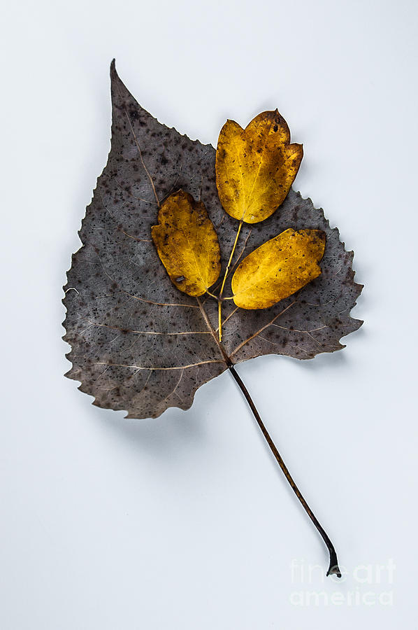 Leaf Study Photograph by Michael Arend
