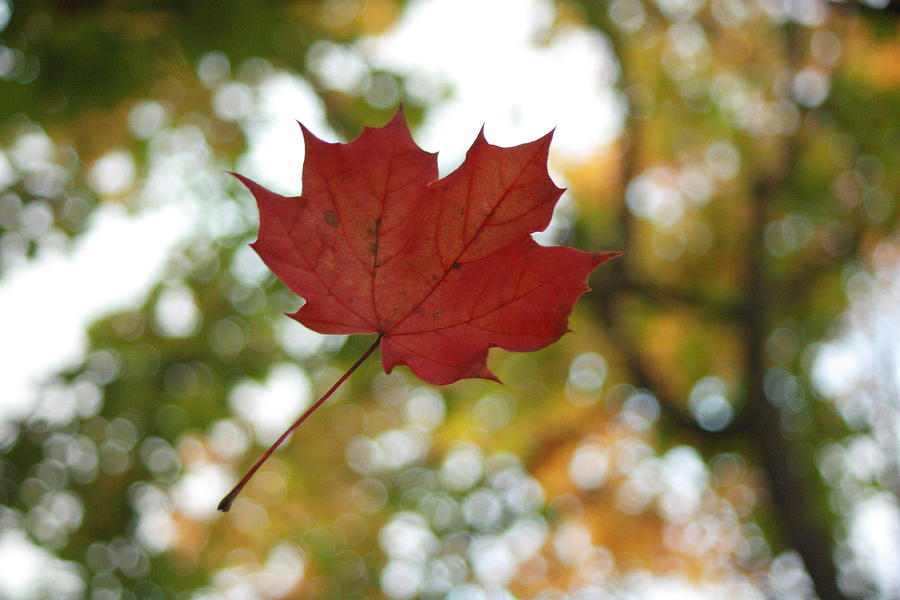 Autumn Leaf Suspended Photograph by Teresa Herlinger