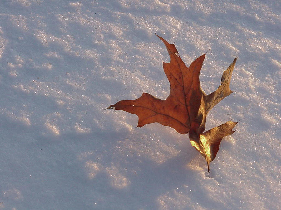 Leaf Photograph by SW Johnson - Fine Art America